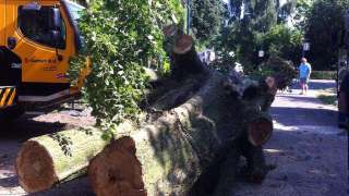 Grevenbricht boom kappen